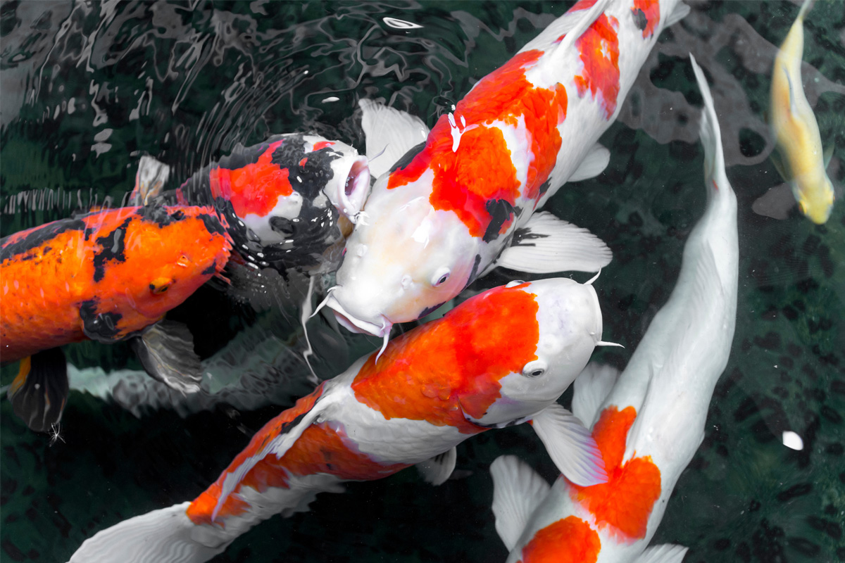 Koi Pic